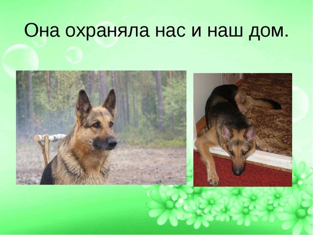 ПРЕЗЕНТАЦИЯ ПРОЕТА "ЛУЧШИЙ ДРУГ- СОБАКА"