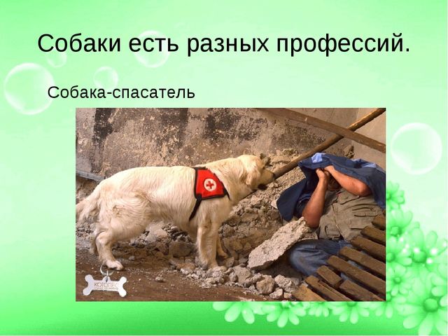 ПРЕЗЕНТАЦИЯ ПРОЕТА "ЛУЧШИЙ ДРУГ- СОБАКА"