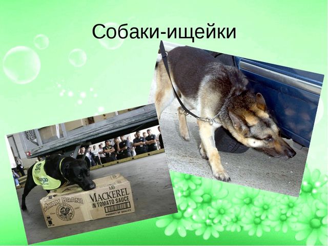 ПРЕЗЕНТАЦИЯ ПРОЕТА "ЛУЧШИЙ ДРУГ- СОБАКА"