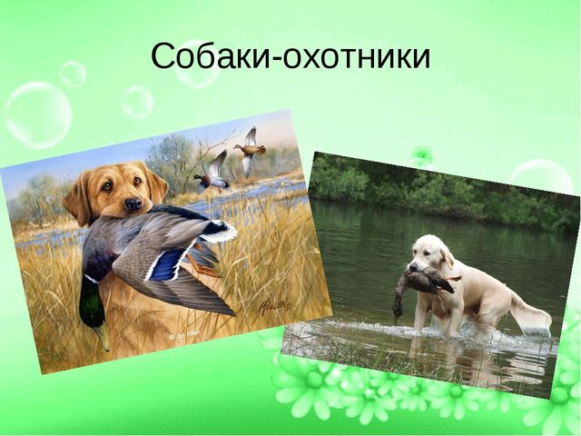 ПРЕЗЕНТАЦИЯ ПРОЕТА "ЛУЧШИЙ ДРУГ- СОБАКА"