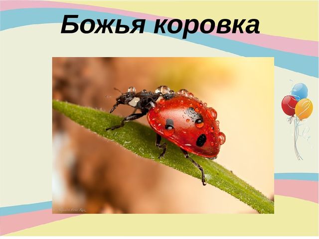 Презентация для младшей группы "Насекомые"