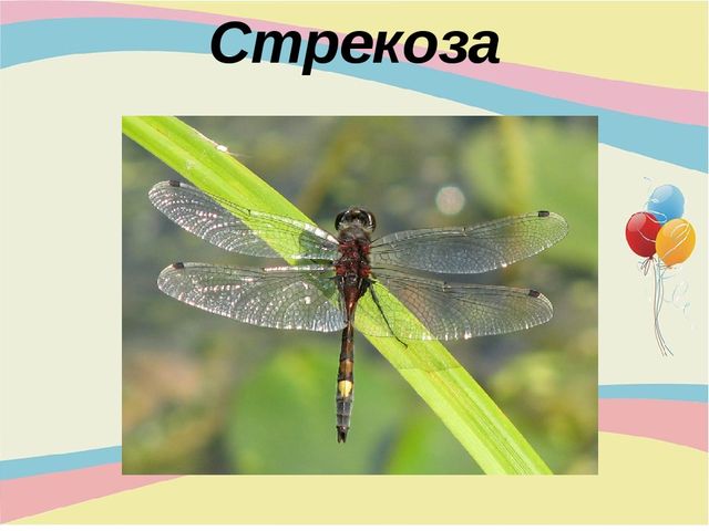 Презентация для младшей группы "Насекомые"