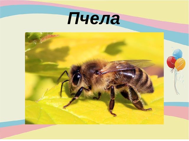 Презентация для младшей группы "Насекомые"