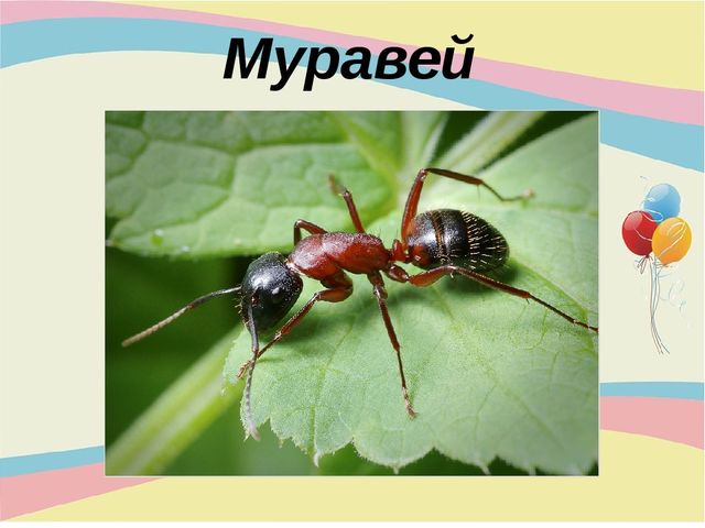 Презентация для младшей группы "Насекомые"