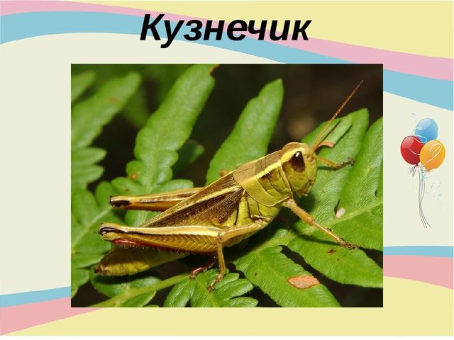 Презентация для младшей группы "Насекомые"