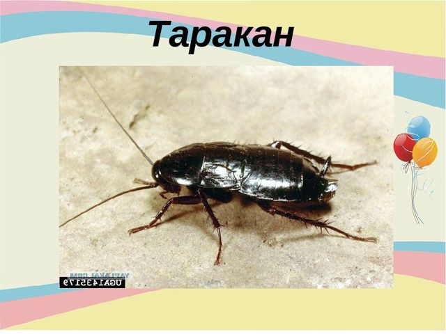 Презентация для младшей группы "Насекомые"