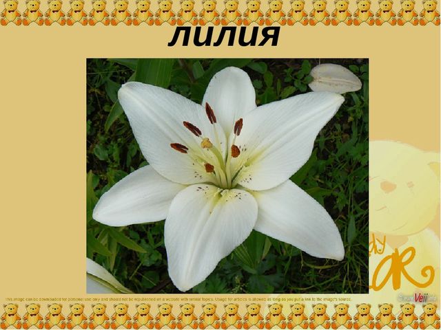 Презентация для средней группы "Цветы"