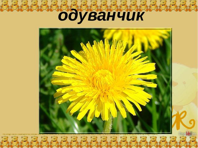 Презентация для средней группы "Цветы"