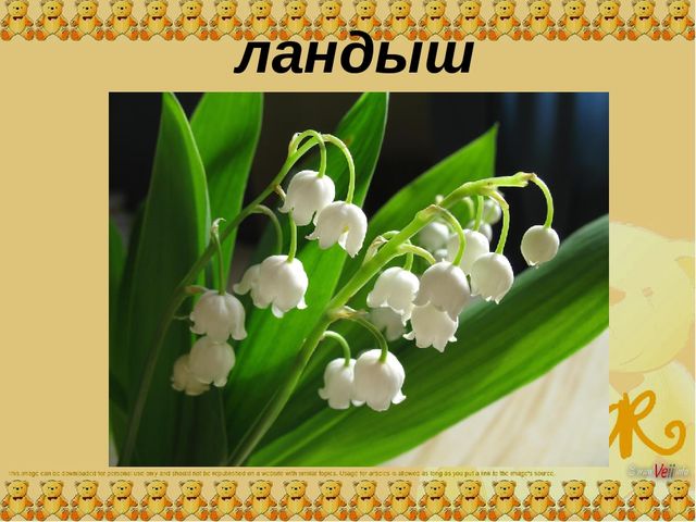 Презентация для средней группы "Цветы"