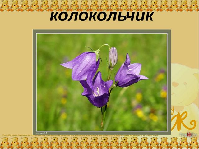 Презентация для средней группы "Цветы"