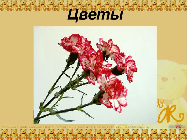 Презентация для средней группы "Цветы"