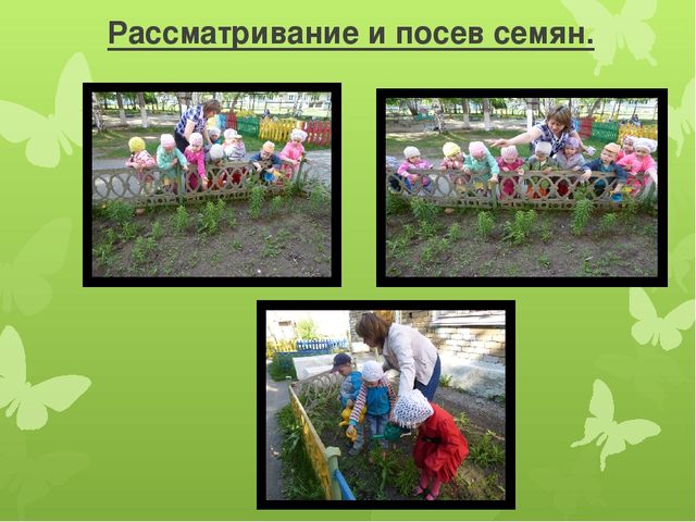 Презентация по экологии "Развитие экологических представлений у детей младшего дошкольного возраста через решение проблемных ситуаций на прогулке."