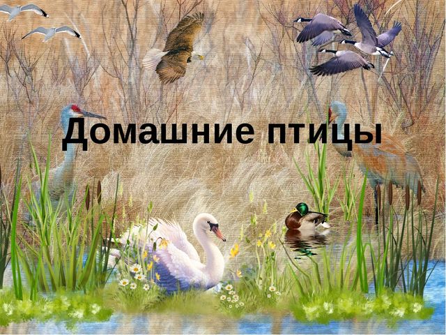 Конспект урока с презентацией "Домашнии птицы" (средняя группа)