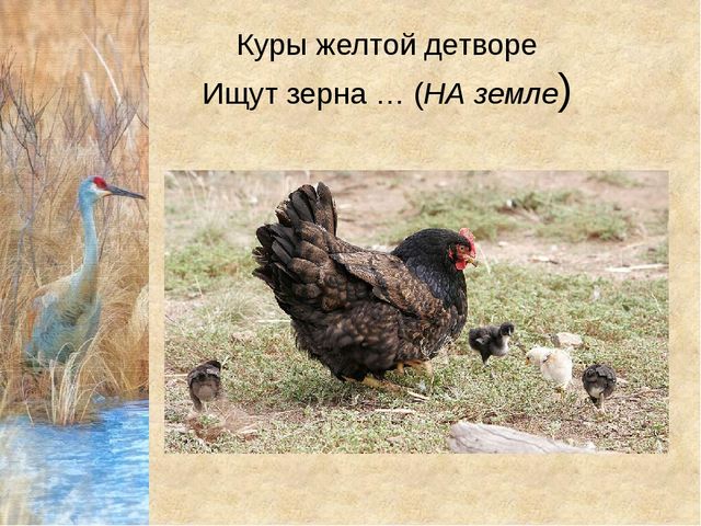 Конспект урока с презентацией "Домашнии птицы" (средняя группа)