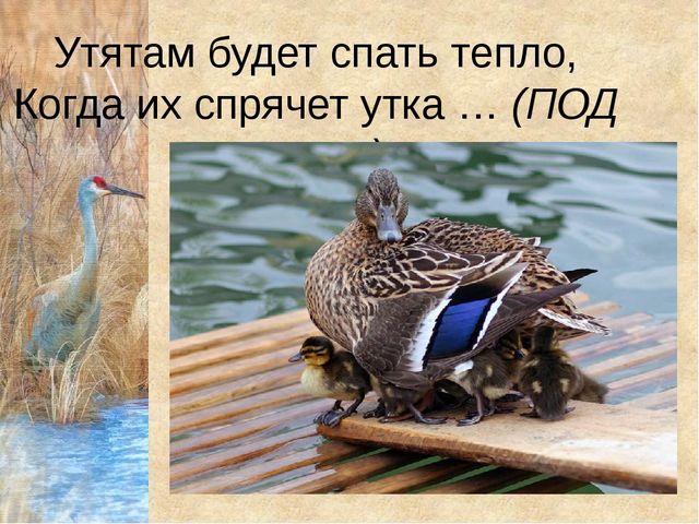 Конспект урока с презентацией "Домашнии птицы" (средняя группа)