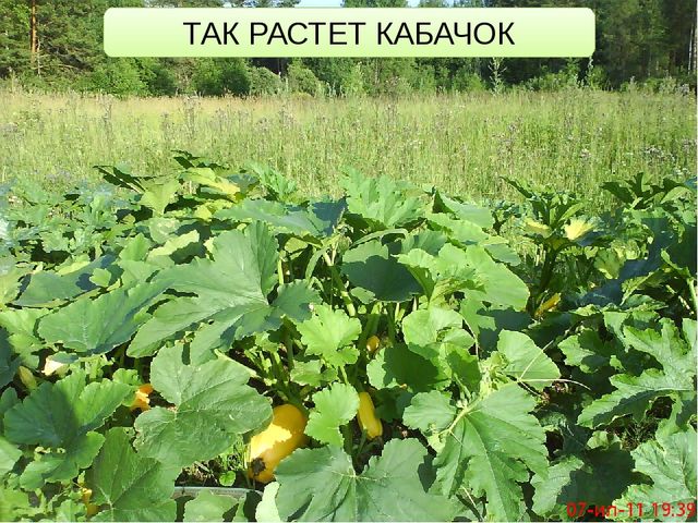 ОС ПО ПОЗНАВАТЕЛЬНОМУ РАЗВИТИЮ "ЧТО НАМ ОСЕНЬ ПРИНЕСЛА?"