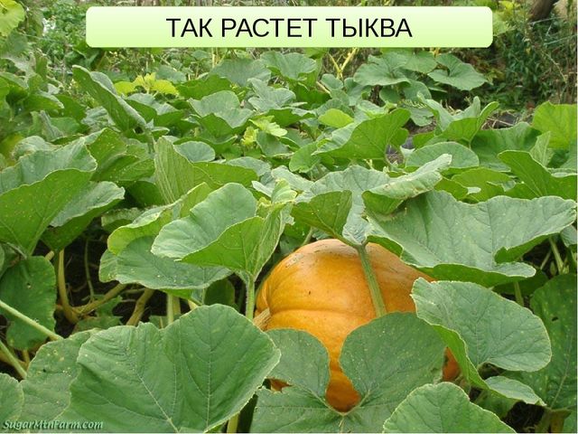 ОС ПО ПОЗНАВАТЕЛЬНОМУ РАЗВИТИЮ "ЧТО НАМ ОСЕНЬ ПРИНЕСЛА?"