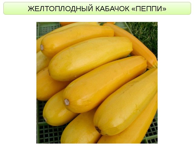 ОС ПО ПОЗНАВАТЕЛЬНОМУ РАЗВИТИЮ "ЧТО НАМ ОСЕНЬ ПРИНЕСЛА?"