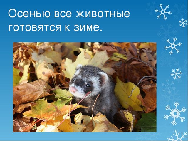 Презентация Как звери к зиме готовятся