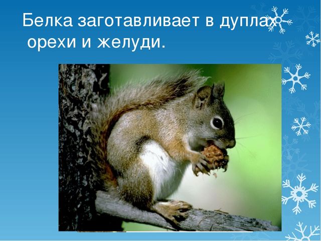 Презентация Как звери к зиме готовятся