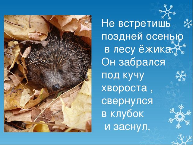 Презентация Как звери к зиме готовятся