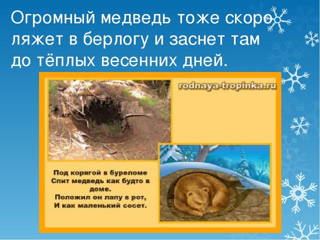 Презентация Как звери к зиме готовятся
