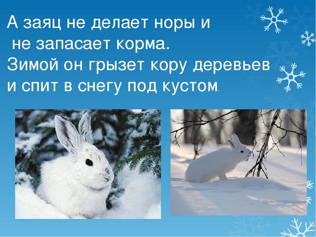 Презентация Как звери к зиме готовятся