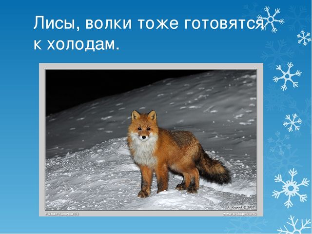 Презентация Как звери к зиме готовятся