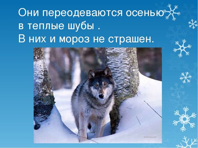 Презентация Как звери к зиме готовятся