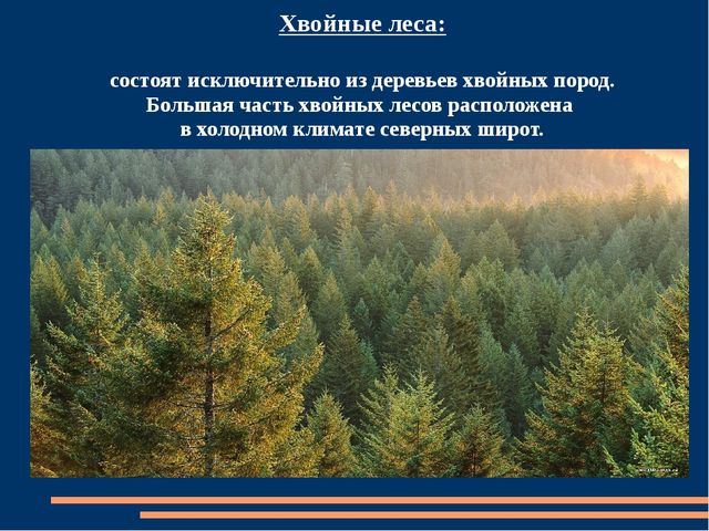 Познавательная презентация для детей "Российский день леса"