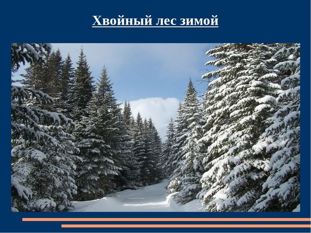 Познавательная презентация для детей "Российский день леса"
