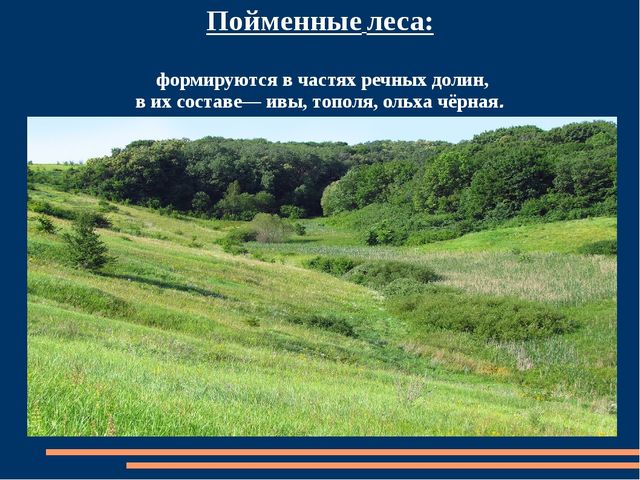 Познавательная презентация для детей "Российский день леса"