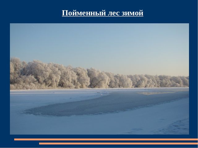 Познавательная презентация для детей "Российский день леса"