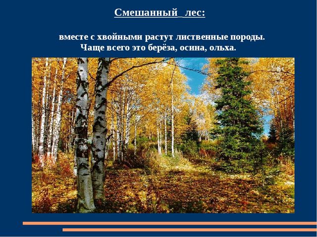 Познавательная презентация для детей "Российский день леса"