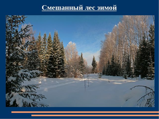 Познавательная презентация для детей "Российский день леса"