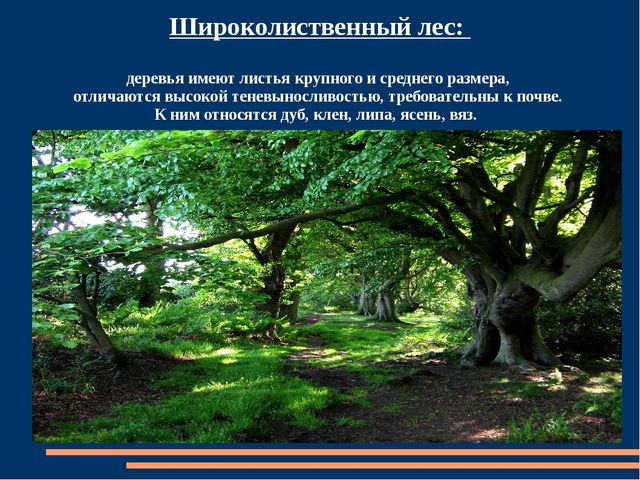 Познавательная презентация для детей "Российский день леса"