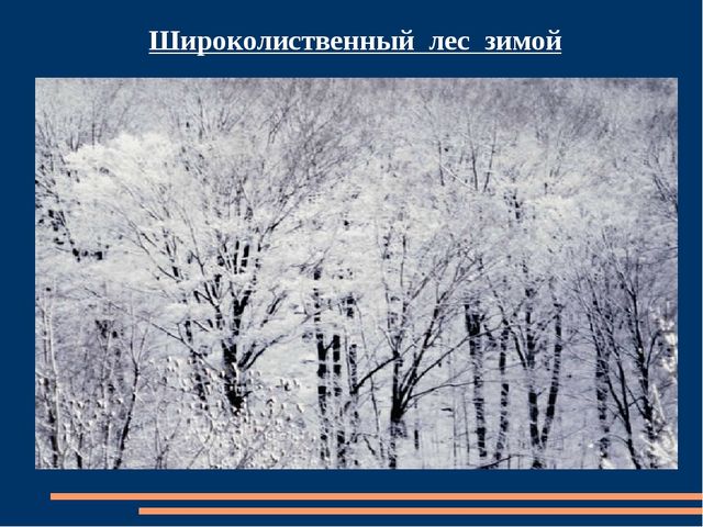 Познавательная презентация для детей "Российский день леса"