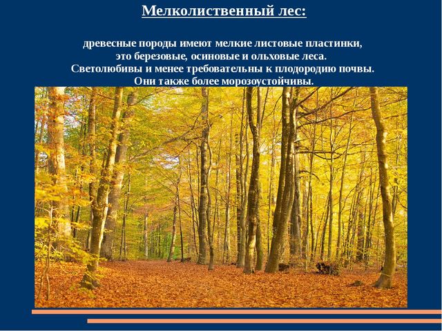 Познавательная презентация для детей "Российский день леса"