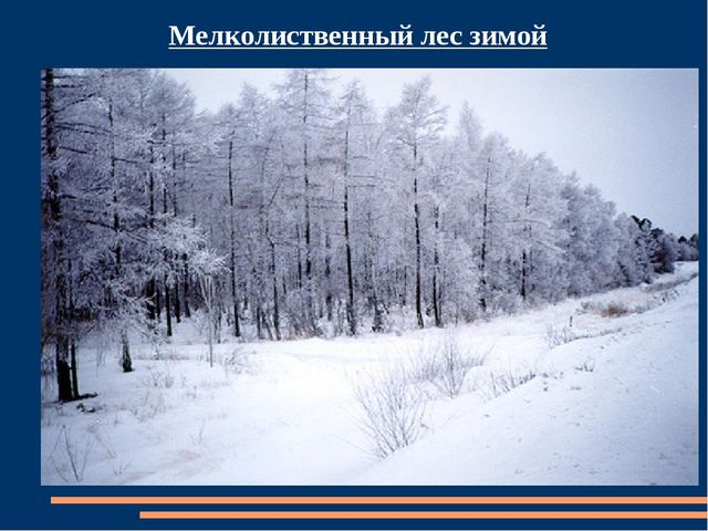 Познавательная презентация для детей "Российский день леса"