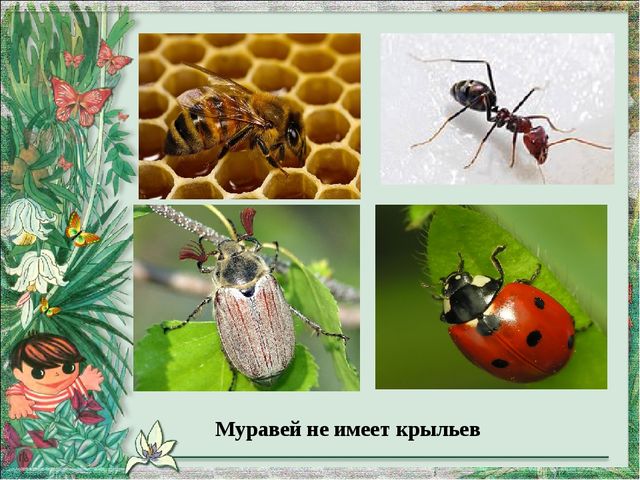 Презентация по экологическому воспитанию на тему"Четвертый лишний"