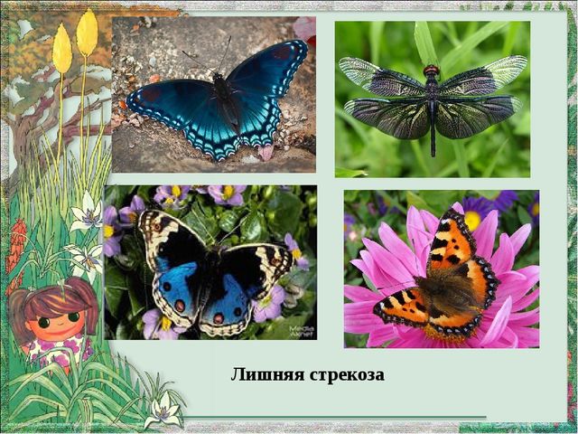 Презентация по экологическому воспитанию на тему"Четвертый лишний"
