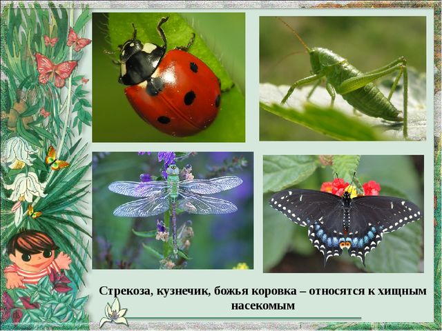Презентация по экологическому воспитанию на тему"Четвертый лишний"