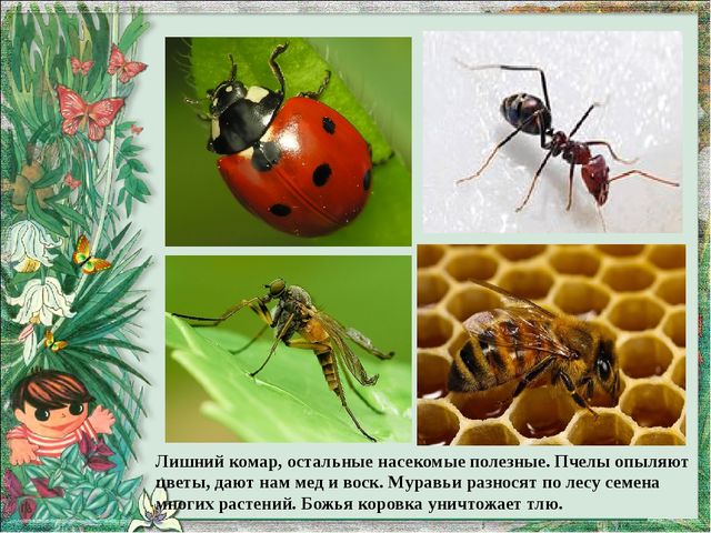 Презентация по экологическому воспитанию на тему"Четвертый лишний"