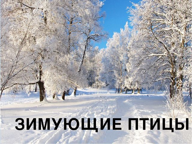 Презентация на тему "Зимующие птицы"
