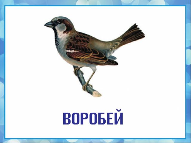 Презентация на тему "Зимующие птицы"