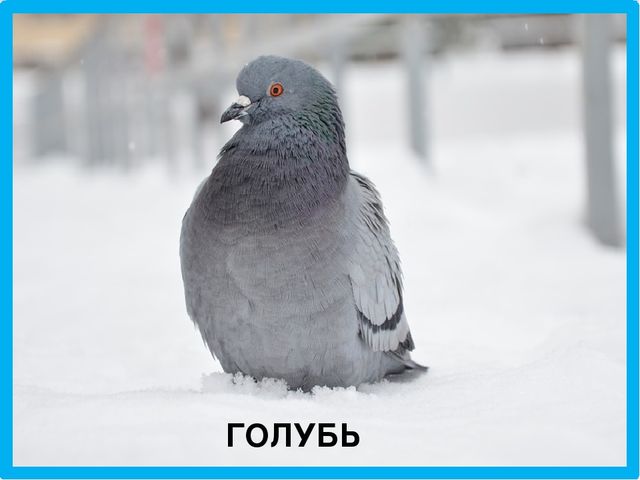 Презентация на тему "Зимующие птицы"