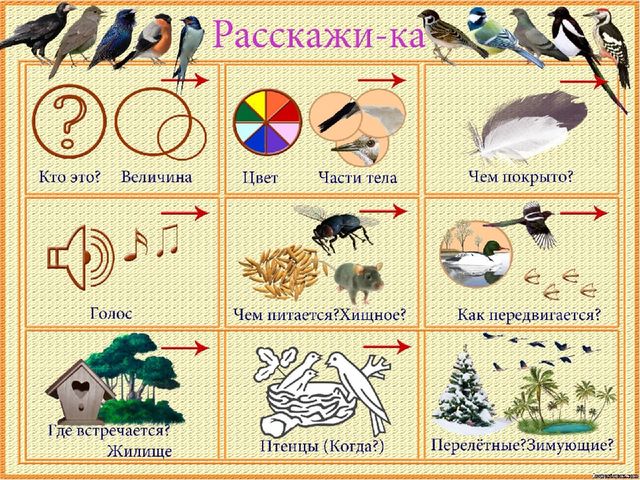 Презентация на тему "Зимующие птицы"