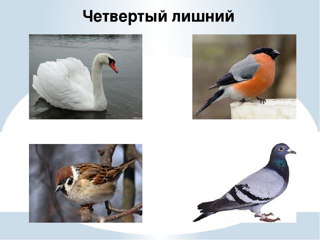 Презентация на тему "Зимующие птицы"