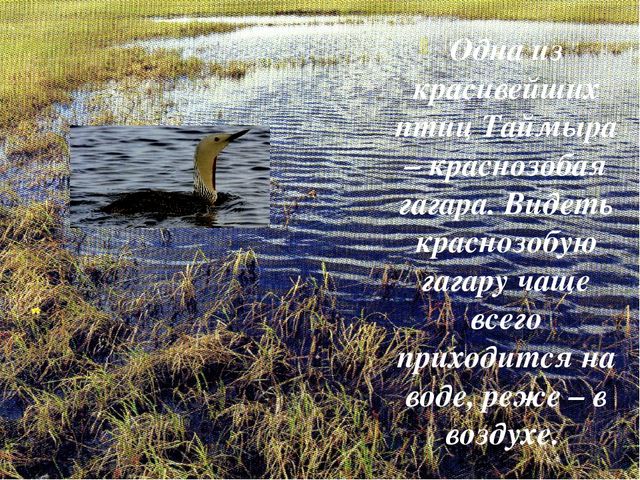 Презентация по ознакомлению с окружающим Краснозобая гагара старшая группа ДС