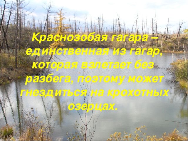 Презентация по ознакомлению с окружающим Краснозобая гагара старшая группа ДС